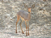 Beira Antilope (Dorcatragus megalotis) im Al Wabra Wildlife Preservation Center