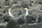 Die Balz der Galapagoalbatrosse ist sehr spektakulär. Es gehören dazu Schnabelklappern (hier auf dem Bild; es ist also kein Schreien), Schnabelfechten, Kopfhochwerfen, tänzelnde Schrittfolgen und verschiedene typische laute Balz-Rufe.