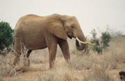 Elefantenbulle mit wunderbaren, kräftigen Stosszähnen (Tsavo East)