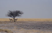 Um die Mittagszeit ziehen sich viele Tiere in den - spärlich vorhandenen - Schatten von Bäumen und Sträuchern zurück, wie hier die drei Springböcke (Antidorcas marsupialis).