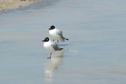 Andenmöven (Larus serranus). Man beachte: Es ist in der Nacht so kalt, dass kleinere Wasserflächen zufrieren.