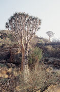 Der Stamm des Köcherbaums erreicht eine Höhe von bis zu 9 m und an der Basis Durchmesser bis zu 1 m. Er ist die Charakterpflanze der Wüsten und Halbwüsten Namibias. ein weiteres Wahrzeichen des Landes und ziert die Front der 50 Cent Münze.