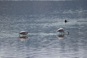 Vermutlich handelt es sich auch hier um den Chileflamingo (Phoenicopterus chilensis)