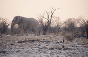 Abendstimmung bei der Wasserstelle „Kalkheuvel“. Majestätisch schritt dieser riesige Elefantenbulle lautlos aus den Büschen zum Wasser. Seine Haut ist so weiss, weil er sich mit der hellen, trockenen Erde der Etosha bewirft.