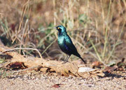 Bei diesem wunderbar metallisch schillernden Vogel dürfte es sich um den Grünschwanzglanzstar („Greater blue-eared Glossy Starling“) (Lamprotornis chalybaeus) handeln. Es gibt im Krüger Park nämlich noch den Rotschulter- und den Schwarzbauch Glanzstar.