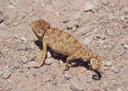 Auf der Schotterstrasse entdeckten wir dieses Wüstenchamaeleon (Chamaeleo namaquensis). Da es auf dem Boden und nicht in den Büschen jagt, hat es keinen langen Greifschwanz, sondern nur einen kurzen Stummelschwanz und bewegt sich recht behende.