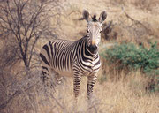 Das prächtige Bergzebra ist gekennzeichnet durch breite schwarze Streifen und schmale weisse Zwischenräume (das ganze Tier wirkt insgesamt dunkel). Die „Schattenstreifen“ des Steppenzebras fehlen. Die Beine sind von oben bis unten gestreift.