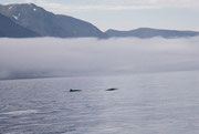 Rückenflossen von zwei Zwergwalen beim Whalewatching in Husavik.