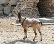 Iranische Bezoarziege (Capra aegragus) im Al Wabra Wildlife Preservation Center