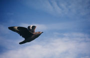 Ein weiterer wichtiger Brutvogel auf Ingolfshöfdi ist die Grosse Raubmöve, Skua (Stertocarius skua). Ihre Nahrung besteht überwiegend aus Fisch, den sie oft anderen Meeresvögeln raubt. Bisweilen jagen sie auch Papageitaucher.