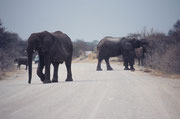 In jedem NP im südlichen Afrika muss man bei Sonnenuntergang wieder im Touristencamp sein. Der Park gehört dann allein den Tieren. Reichlich nervös wird man wenn in einem solchen Moment die Strasse von weiblichen Elefanten mit ihren Kälbern besetzt wird.