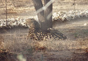 Nach Messina ging es in den Krüger Nationalpark (s. Galerie „Südafrika II) und danach westlich vom Park zum Hoedspruit Research and Breeding Centre for Endangered Species, wo u.a. auch die sogenannten „Königsgeparden“ (seltene Mutation) gezüchtet werden.