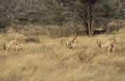 Grant Gazellenböcke (Nanger granti) (Samburu)