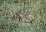 Leopardschildkröte (Geochelone pardalis)