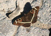 Ein wunderschöner Schmetterling (Art?) gehörte auch zu den Tieren im Fort Namutoni.