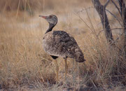 Weibchen der Gackeltrappe (Eupodotis afra) (englisch: „Black Korhaan“. Sie ernähren sich von pflanzlichem Material und Insekten. Sie verzehren auch Samen von Acacia cyclops und der Weidenblatt-Akazie und tragen damit wesentlich zu deren Ausbreitung bei.