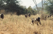 Eine Gruppe von Bärenpavianen (Papio ursinus) sucht sich im trockenen Gras ihr Frühstück (Samburu)