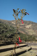 Die Cantuta (Cantuta buxifolia) war die heilige Blume der Inkas und ist heute die Nationalblume Perus. Die Pflanze aus der Familie der Sperrkrautgewächse wächst in Höhenlagen zwischen 1200 und 3800 m. Sie blüht das ganze Jahr.