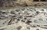 Im Serengeti Hippopool herrschte bei unserem Besuch sichtlich Wassermangel und die vielen Flusspferde (Hippopotamus amphibius) drängten sich im letzten Rest des schlammigen Wassers zusammen.