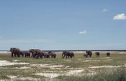 Am letzten Tag im Etosha NP, sahen wir plötzlich bei Namutoni eine Elefantenherde. Sie bewegte sich - angeführt von der alten, erfahrenen Leitkuh - auf Wasserstellen zu. Die erste Wasserstelle enthielt nur noch nassen Schlamm worauf die Herde weiter zog.