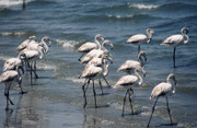 Und hier eine Gruppe junger Flamingos, sehr wahrscheinlich Rosaflamingos (Phoenicopterus roseus).