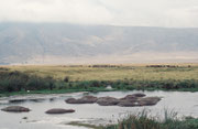 Im Ngorongoro NP gibt es erstaunlicherweise recht viele Flusspferde. Im Hintergrund durchqueren Massais traditionsgemäss mit ihren Kuhherden den Krater. So können Krankheiten von den Hausrindern auf die wilden Huftiere übertragen werden.