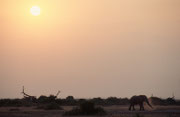 Abendstimmung mit Elefant. Nicht weit davon lag noch ein Löwe, aber die Lichtverhältnisse gestatteten kein gutes Bild mehr (Amboseli)