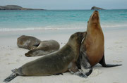 Galapagos-Seelöwen (Zalophus wollebaeki), Gardner Bay (Espanola). Ihr trockenes Fell kann hell- oder goldbraune Farbtöne aufweisen. Wenn es nass ist glänzt es schwarz. (Im Hintergrund unser Schiff, die „Spondylus“).