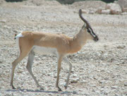 Soemmerings Gazelle (Gazella soemmeringi berberana) im Al Wabra Wildlife Preservation Center