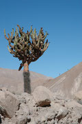 Ein schönes Exemplar einer Kandelaberkaktee (Browningia candelaris). Die Art kommt an den Berghängen der Anden im Norden von Chile und im Süden von Peru auf einer Höhe von 1800 – 2800 m vor.