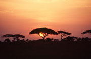 Ein wunderschöner Sonnenaufgang liess uns die Aufregung der vorangehenden Nacht wieder vergessen. (Serengeti NP)