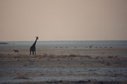 Abendstimmung in der Etosha in der Nähe von Namutoni. Langsam ziehen Zebras, Giraffen und ein Kudu durch die Ebene. Am nächsten Abend zeigte sich ein anderes Bild: Die Landschaft war von wilder Hektik erfüllt. Schuld daran war wohl ein jagendes Löwenrudel