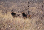 Der Waterberg NP beherbergt auch mehrere Rappenantilopen (Hippotragus niger).