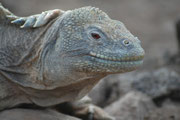 Galapagos-Landleguane können 50 - 60 Jahre alt werden. Ihre Morphologie und Färbung variiert zwischen den verschiedenen Inselpolulationen. Die Gesamtpopulation wird auf 5000 bis 10‘000 Tiere geschätzt.