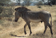 Die Grevy-Zebra-Hengste führen ein eher einzelgängerisches Dasein (Samburu)