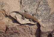 Bei einer anderen felsigen Erhebung entdeckten wir diesen attraktiven Gecko (Art ?)