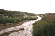 Landschaft in der Nähe von Reykjavik