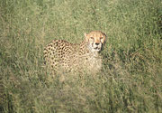 In unmittelbarer Nähe der grossen Springbockherde überquerten drei Geparden vor uns die Strasse, versteckten sich aber dann im Gebüsch. Das hier gezeigte „Ersatzbild“ entstand auf derselben Reise im Cheetah Conservation Center in der Nähe von Otjiwarongo.