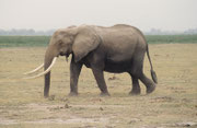 Im Amboseli NP sind die Elefanten berühmt für ihre enormen Stosszähne (hier eine Kuh). Der Grund dafür ist offenbar das geringe Ausmass der Wilderei.