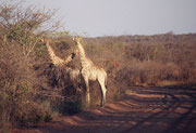 Einige der Giraffen (Giraffa camelopardis giraffa), die wir auf dem Waterberg Plateau antrafen waren fast weiss, jedenfalls aussergewöhnlich hell.