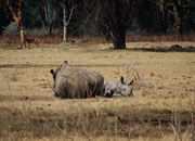 Siesta einer anderenBreitmaulnashornmutter mit ihrem Kalb (Lake Nakuru NP)