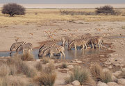 Zebras und Springböcke bei der Wasserstelle „Salvadora“ am Rande der Etosha-Pfanne.