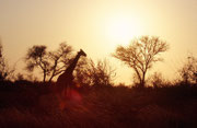 Solche scherenschnittartigen Bilder im Abendlich kann man in afrikanischen NPs kaum machen, weil der Park nach Sonnenuntergang nur den Tieren gehört. Effektiv werden die Autostrassen dann von den Wildtieren richtiggehend in Beschlag genommen.