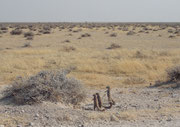 Auf dem Ausflug ins Gebiet westlich von Okaukuejo sahen wir diese Tierchen und freuten uns, endlich Erdmänchen (Suricata suricatta) entdeckt zu haben. Näher bei ihnen stellten wir jedoch fest, dass es sich um Kap-Borstenhörnchen (Xerus inauris) handelte.