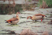 Beim Durchqueren eines kleinen Flüsschens (auch das gehört zum Reisen im Krüger Park) entdeckten wir unmittelbar neben dem Auto dieses schöne Paar von Nilgänsen (Alopochen aegyptiacus). Ihre Hautverbreitungsgebiet liegt an den Flüssen Ost- und Südafrikas.