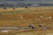 Bofedal de Parinacota, eine Art Hochmoor auf ca. 4000 m. Im Hintergrund wiederum Vicunjas, im Vordergrund Andengänse (Chloephaga melanoptera). Auch diese Tiere leben auf einer unglaublichen Meereshöhe zwischen 3000 und 5000 Metern.