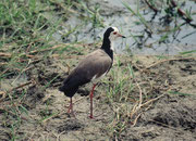 Langzehenkiebiz (Vanellus crassirostris) (Amboseli)