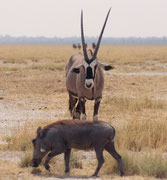 Ein Warzenschwein, aufmerksam beobachtet von einer Südafrikanischen Oryx (im Gegensatz zur Beisa Oryx (Oryx beisa) in Kenya und Tansania sind ihre schwarzen Streifen an den Beinen, den Körperseiten, der Kruppe und am Kopf viel deutlicher ausgeprägt).