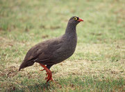 Rotschnabelfrankolin (Francolinus adspersus). Frankoline sind eine Gattung der Fasanartigen. Sie leben hauptsächlich am Boden und ernähren sich von Insekten, Pflanzen und Samen. Gefahr wird von den Männchen mit lauter und greller Stimme angekündigt.