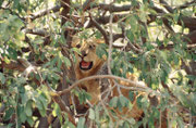 Allmählich entdeckten wir andere Löwen auf den benachbarten Bäumen. Effektiv waren es mehrere weibliche Tiere und ein paar Junge. (Lake Manyara NP)